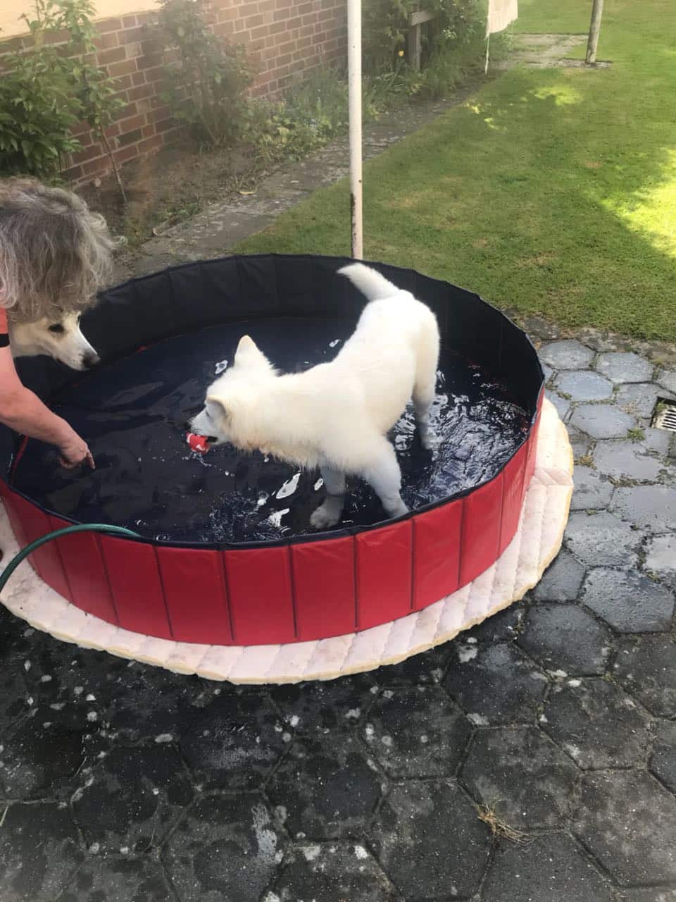 Piscina Plegable Para Mascota 🐕🐾☀️